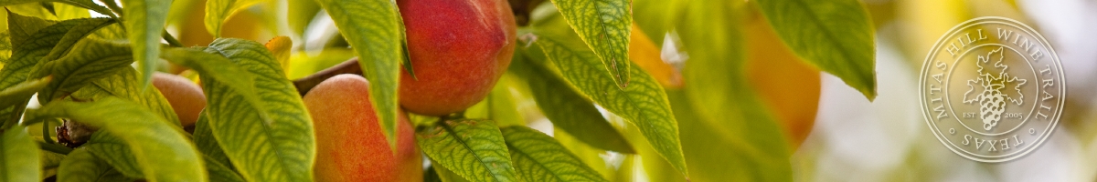 picture of a peach tree