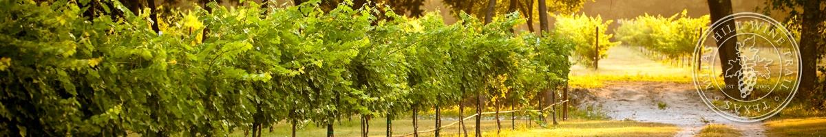 Picture of the vineyard